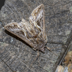 Autographa flagellum