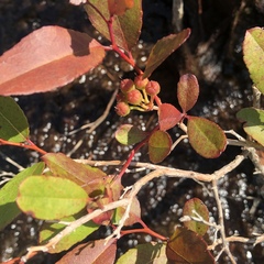 Zenobia pulverulenta