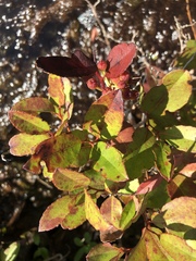 Zenobia pulverulenta