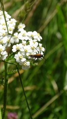 Stenurella melanura