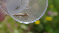 Catoptria bolivari
