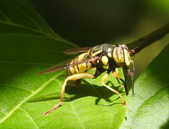 Spilomyia alcimus