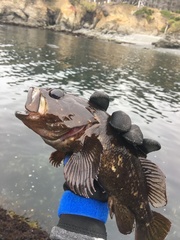 Sebastes rastrelliger