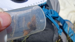 Erebia epiphron