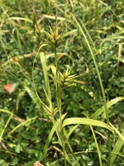 Carex folliculata