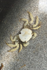 Hemigrapsus