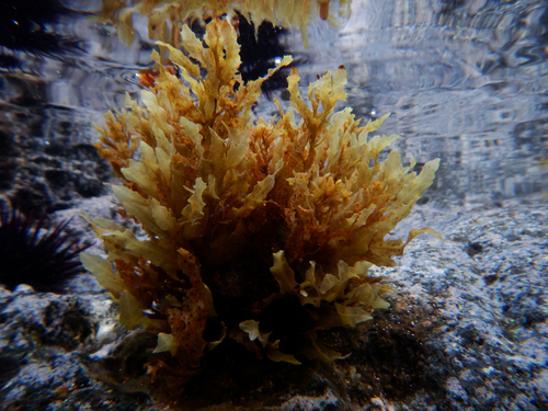 Sargassum obtusifolium observed 2016-03-18