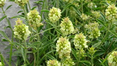 Sideritis hyssopifolia