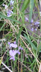 Glycine microphylla