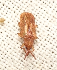 Sumitrosis pallescens