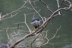 Nycticorax nycticorax