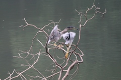 Nycticorax nycticorax