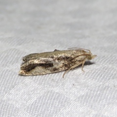 Proteoteras crescentana