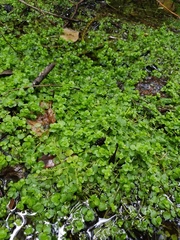 Micranthemum umbrosum