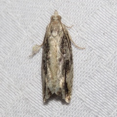 Proteoteras crescentana