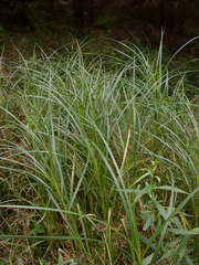Carex trichocarpa