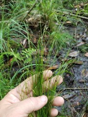 Eleocharis tortilis