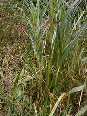 Carex trichocarpa