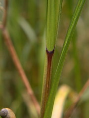Carex trichocarpa