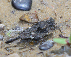 Paratettix mexicanus