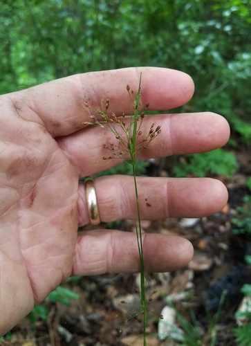 mingled beaksedge (Rhynchospora mixta)
