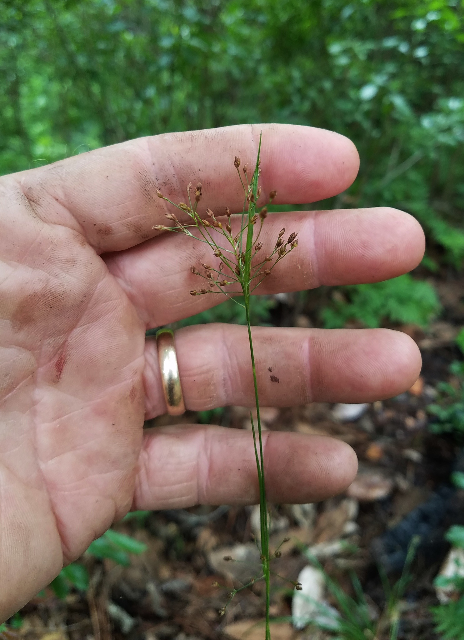 Rhynchospora mixta