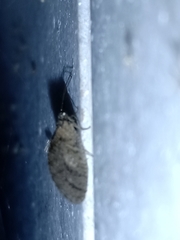 Nusalala tessellata