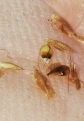 Rhynchospora mixta