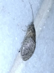 Nusalala tessellata