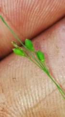 Kellochloa verrucosa