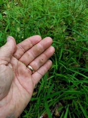 Kellochloa verrucosa