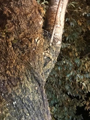 Brahmaea wallichii insulata