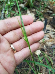 Scleria oligantha
