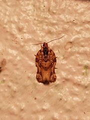 Argyrotaenia citharexylana