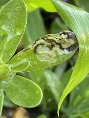 Schizocerella pilicornis