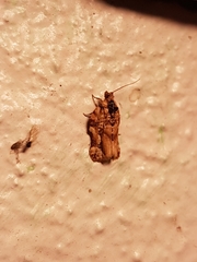 Argyrotaenia citharexylana