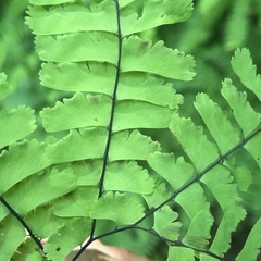 Adiantum aleuticum aleuticum