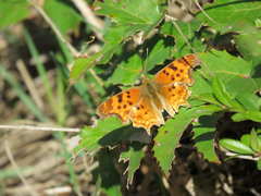 Polygonia satyrus satyrus