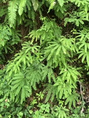 Adiantum aleuticum aleuticum