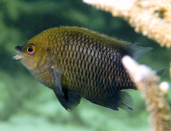 Cheiloprion labiatus