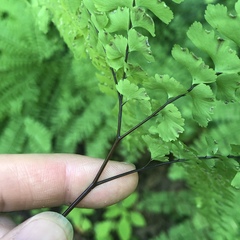 Adiantum aleuticum aleuticum