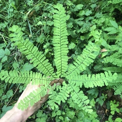 Adiantum aleuticum aleuticum