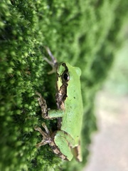 Hyla japonica