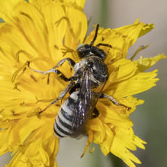 Triepeolus brittaini