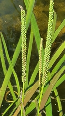 Cycnogeton multifructum