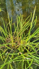 Cycnogeton multifructum