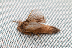 Labedera angustipennis