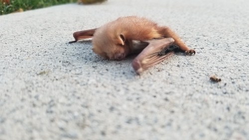 Eastern Red Bat photographed in West Virginia