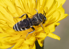 Triepeolus brittaini