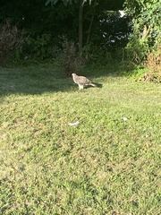 Buteo jamaicensis